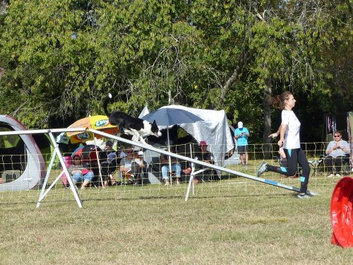 Concours d'agility de Fontaines, le 16 septembre 2018