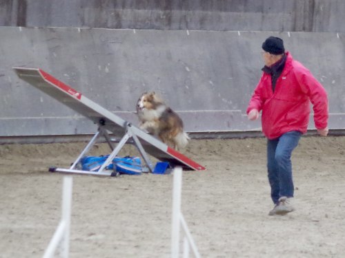 Concours d'agility, Dijon 8 décembre 2024