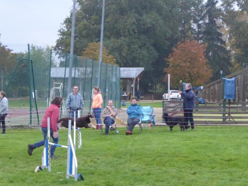 Concours d'agility, Sainte Marie la Blanche, 20 octobre 2019