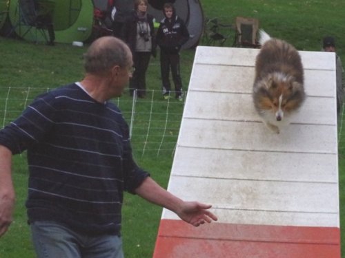 Concours d'agility, Le Creusot, 19 mars 2017