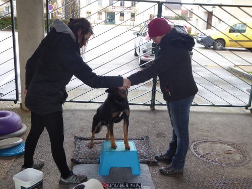 Stage de Fitness canin, 27 janvier 2019