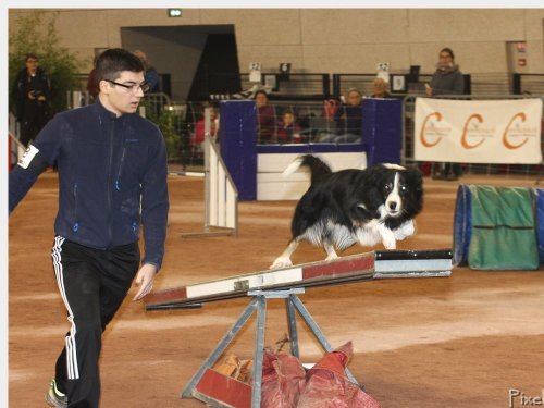 Concours d'agility, Le Creusot, 25 novembre 2018