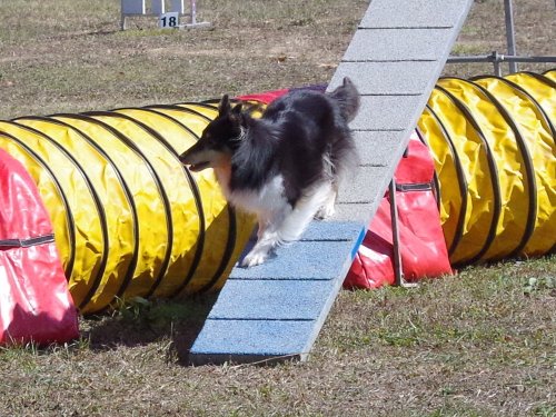 Concours d'agility, Fontaines 11 septembre 2022