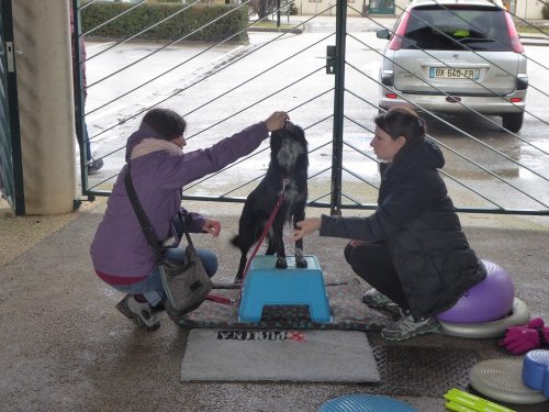 Stage de Fitness canin, 27 janvier 2019