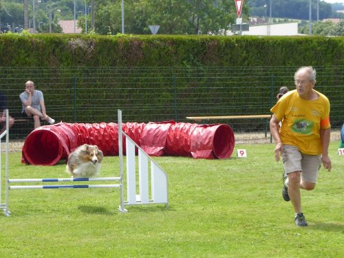 Concours d'agility, Montbard, 24 juin 2018