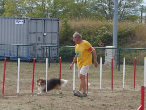 Concours d'agility, Dijon, 22 septembre 2019