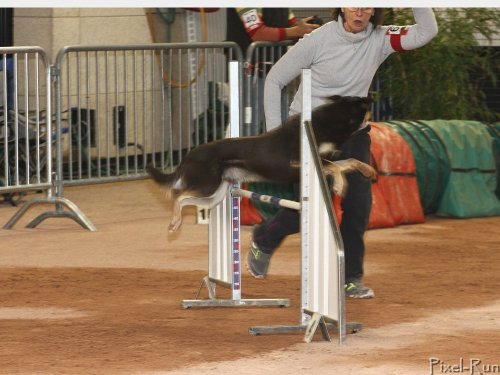 Concours d'agility, Le Creusot, 25 novembre 2018