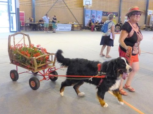 Forum des associations, 31 août 2019