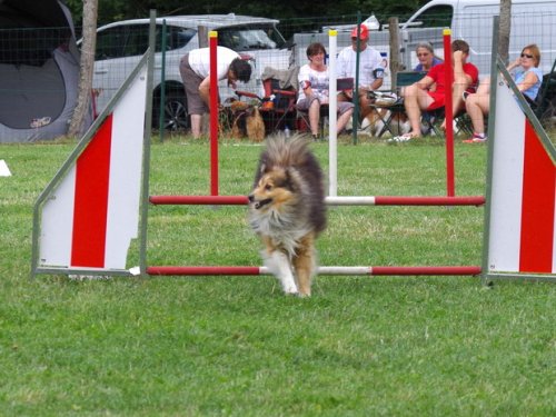 Concours d'agility, Sanvignes les Mines, 6 août 2016