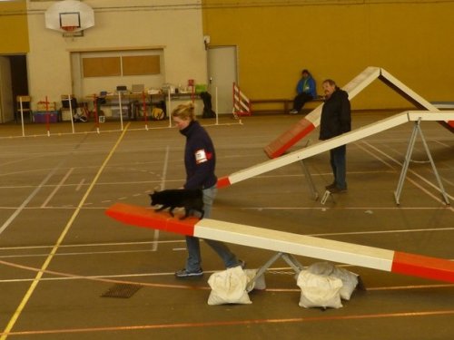 Concours d'agility, Seurre, 22 février 2015