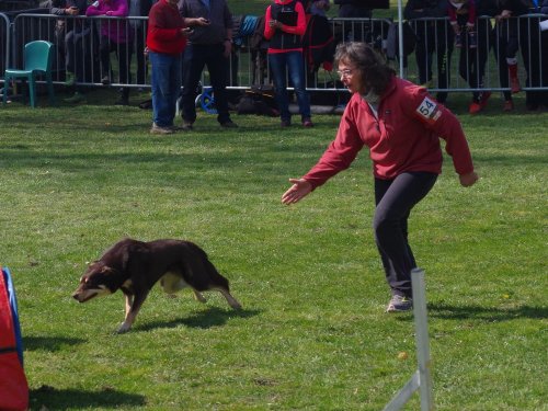 Concours d'agility, Le Creusot, 24 mars 2019