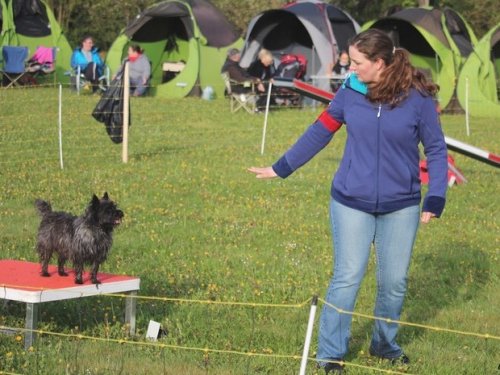 Premier concours d'agility de Fontaines, le 12 avril 2015