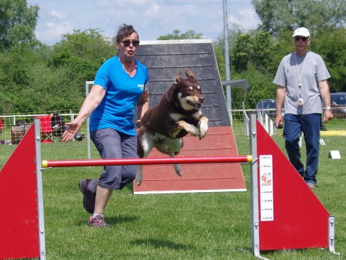 Concours d'agility, Magny sur Tille, 26 mai 2019