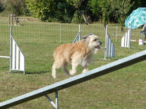 Concours d'agility, Fontaines 9 et 10 septembre 2023