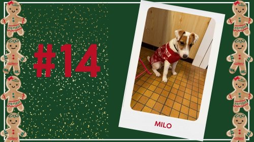Concours photos 2024 : sur le thème de Noël