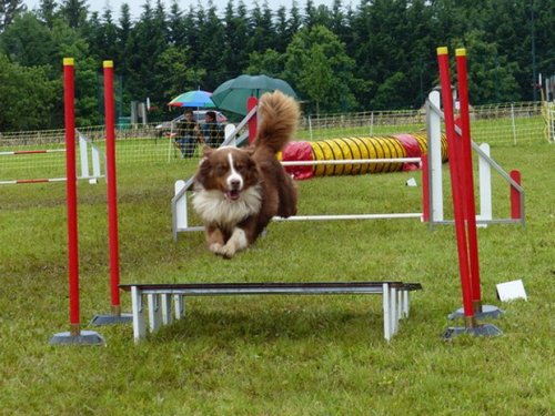 Concours d'agility de Fontaines, le 29 mai 2016