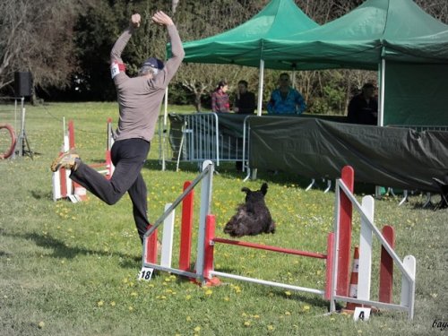 Premier concours d'agility de Fontaines, le 12 avril 2015