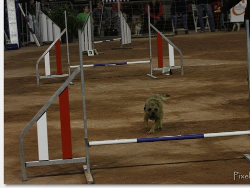 Concours d'agility, Le Creusot, 25 novembre 2018