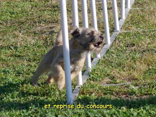 Concours d'agility, Fontaines 9 et 10 septembre 2023