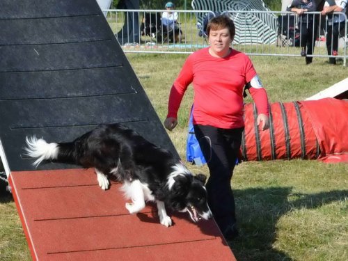 Concours d'agility, Le Creusot, 24 mai 2015