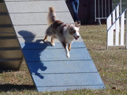 Concours d'agility, Fontaines 11 septembre 2022