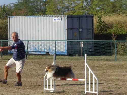 Concours d'agility, Dijon, 22 septembre 2019