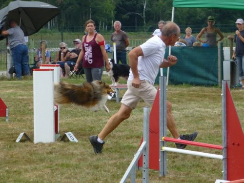 Concours d'agility, Montret, 30 juillet 2017