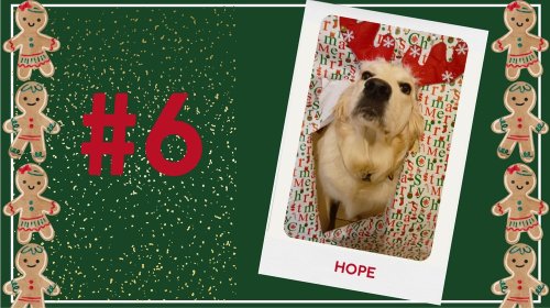 Concours photos 2024 : sur le thème de Noël