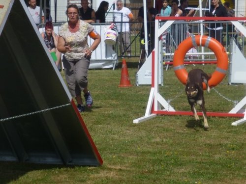 Concours d'agility, Montbard, 25 juin 2017