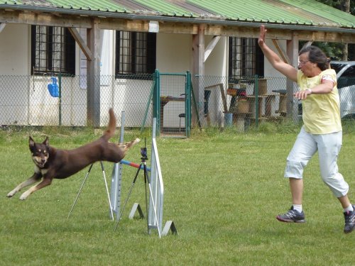 Concours d'agility, Daix, 17 juin 2018