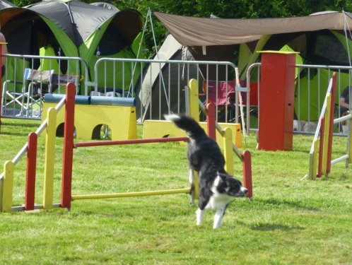 Concours d'agility, Autun, 14 septembre 2014