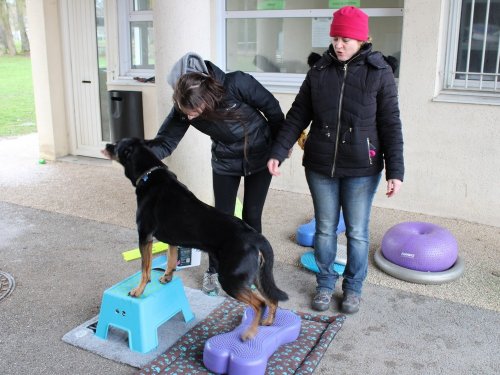 Stage de Fitness canin, 27 janvier 2019