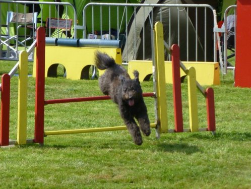 Concours d'agility, Autun, 14 septembre 2014