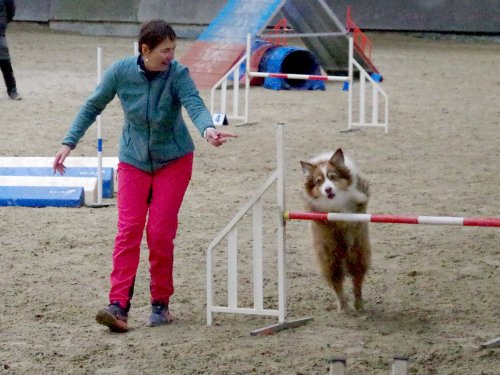 Concours d'agility, Dijon 8 décembre 2024