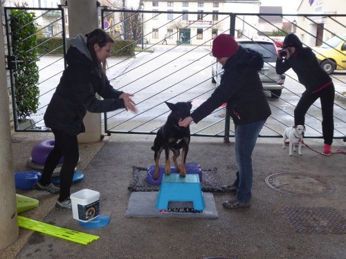 Stage de Fitness canin, 27 janvier 2019