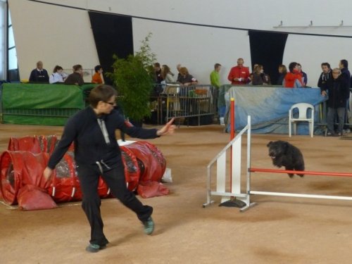 Concours d'agility, Le Creusot, 11 novembre 2014