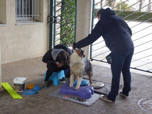 Stage de Fitness canin, 27 janvier 2019