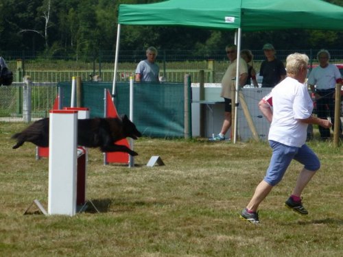 Concours d'agility, Montret, 30 juillet 2017