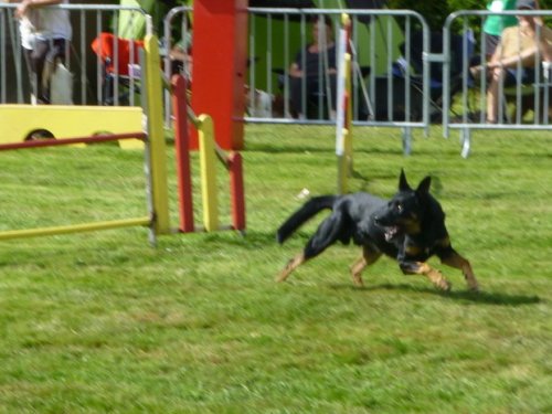 Concours d'agility, Autun, 14 septembre 2014