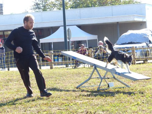 Concours d'agility, Fontaines 11 septembre 2022