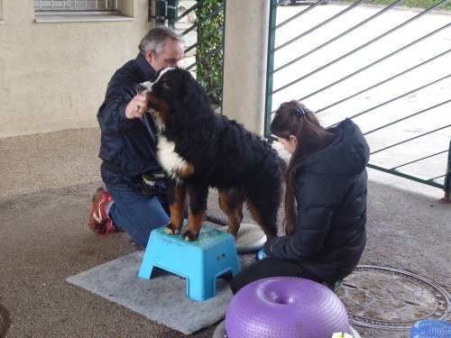 Stage de Fitness canin, 27 janvier 2019