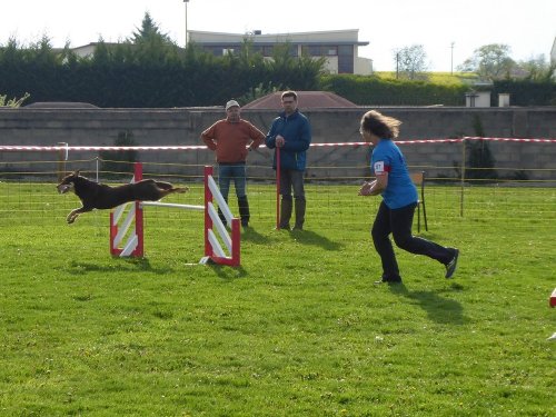 Concours d'agility, Barges, 21 avril 2019