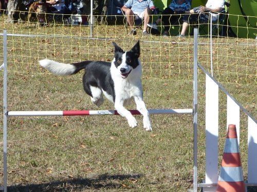 Concours d'agility, Fontaines 11 septembre 2022
