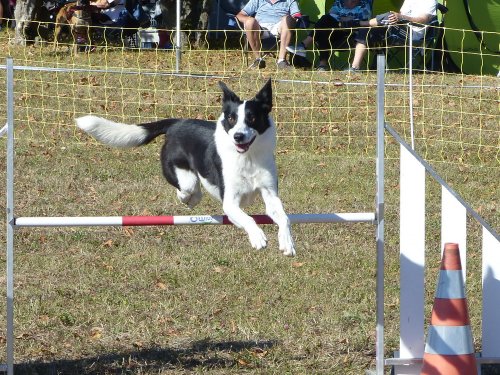 Concours d'agility, Fontaines 11 septembre 2022