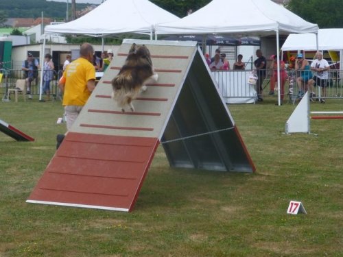 Concours d'agility, Montbard, 25 juin 2017