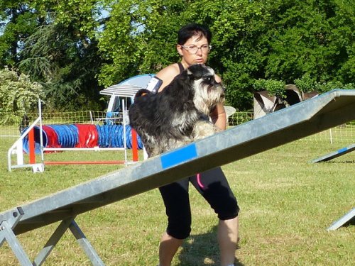 Concours d'agility de Fontaines, le 28 mai 2017