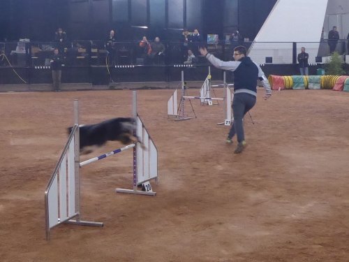 Concours d'agility, Le Creusot, 24 novembre 2019