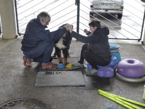 Stage de Fitness canin, 27 janvier 2019