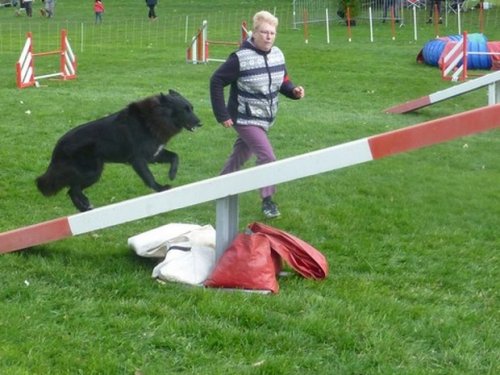 Concours d'agility, Le Creusot, 19 mars 2017