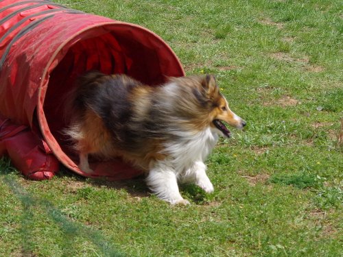 Concours d'agility, Messigny Vantoux, 12 et 13 mai 2018